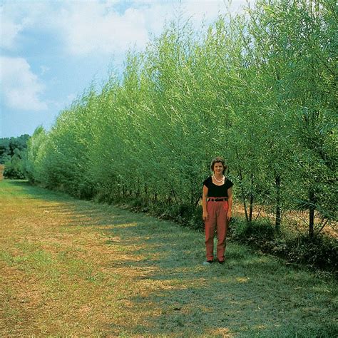 hybrid willow tree cuttings|willow hybrid trees winter pictures.